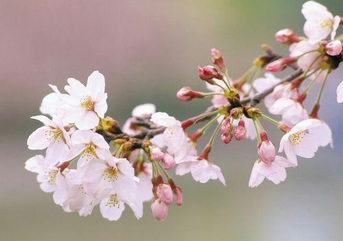 樱花花语的象征寓意（探索樱花的美丽与深意）