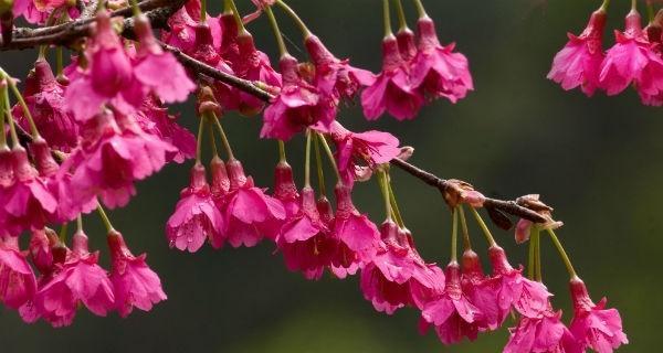 樱花花语的象征寓意（探索樱花的美丽与深意）