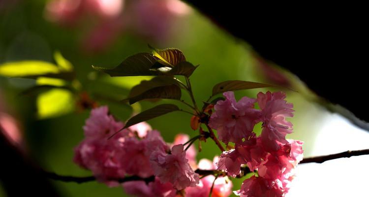 樱花花语的意义与传承（探寻樱花花语的背后故事）