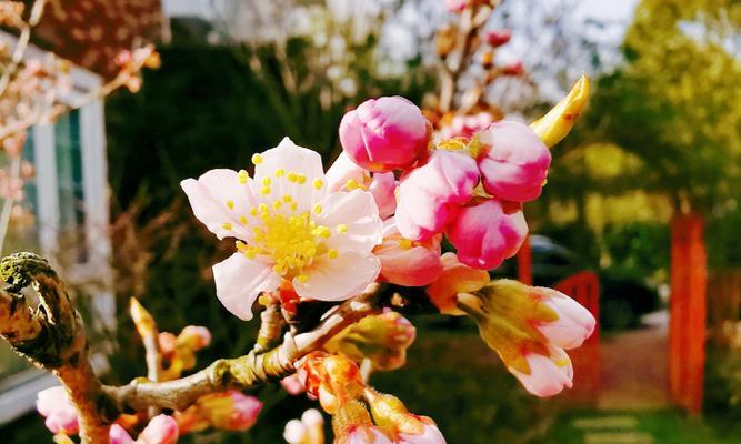 樱桃花的花语（樱桃花开启心灵的温暖世界）