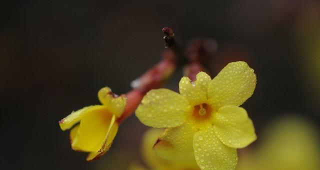 迎春花的花语及寓意解读（迎春花给你带来的美好寓意）