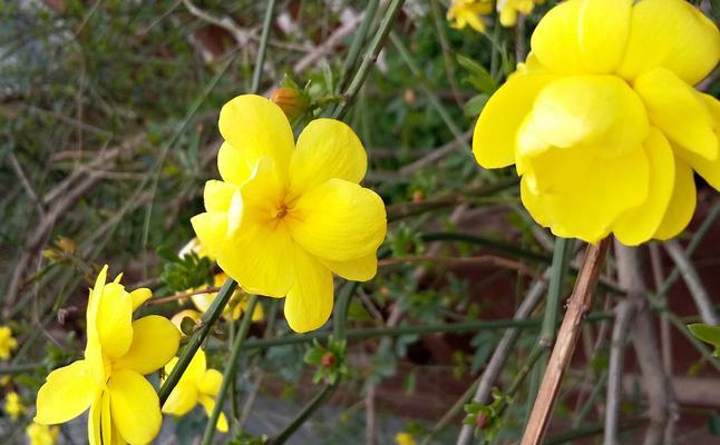 迎春花的花语及寓意解读（迎春花给你带来的美好寓意）