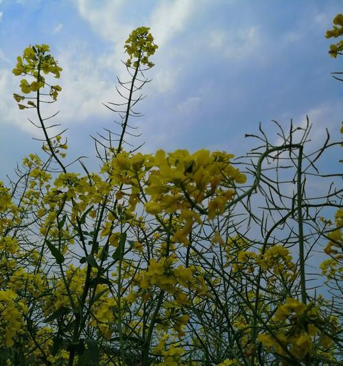 油菜花的花语与寓意（美丽的油菜花传递着什么样的信息？）