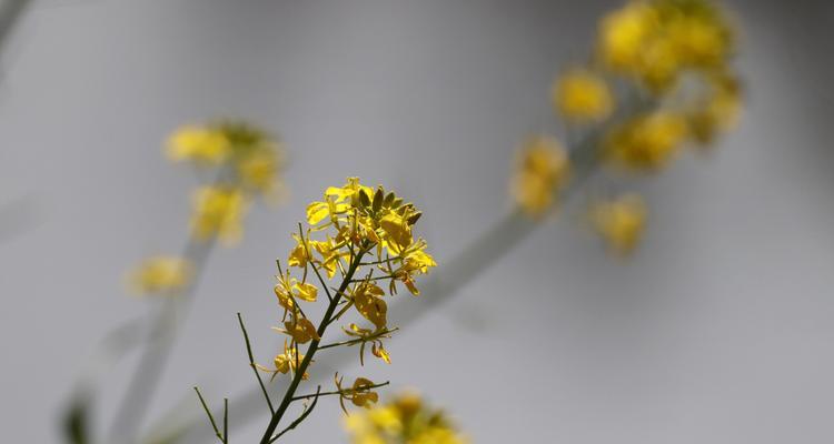 油菜花的花语与意义（唤醒春天的美丽与希望）