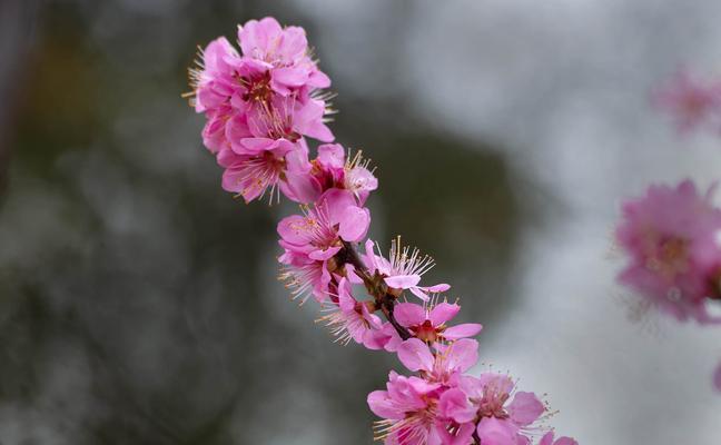 榆叶梅花语的美丽寓意（探索榆叶梅花语言背后的深刻内涵）