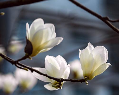 玉兰花的花语与意义（探寻玉兰花背后的深意）