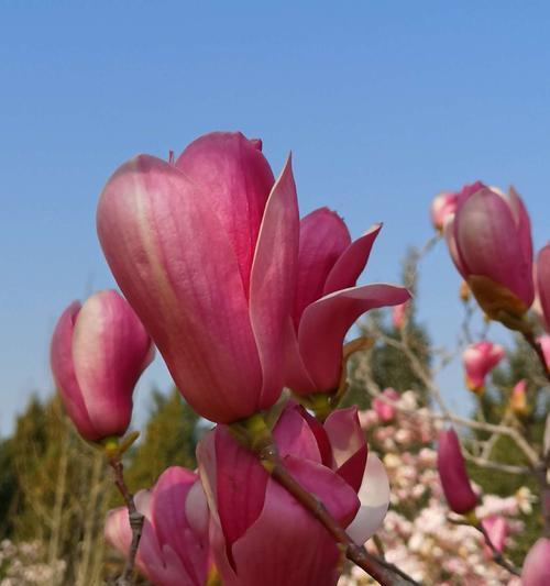 玉兰花的寓意与象征（花开如玉，品质高洁）