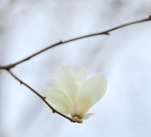 玉兰花语的象征意义——美丽坚强的幸福（探寻玉兰花所传递的情感与内涵）