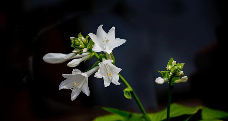 以玉簪花的花语——美丽与纯洁（传递爱与祝福的花语之玉簪花）