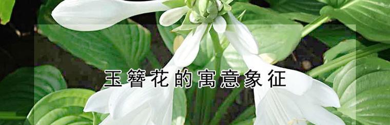 以玉簪花的花语与寓意（探寻玉簪花的含义，品味生活之美）
