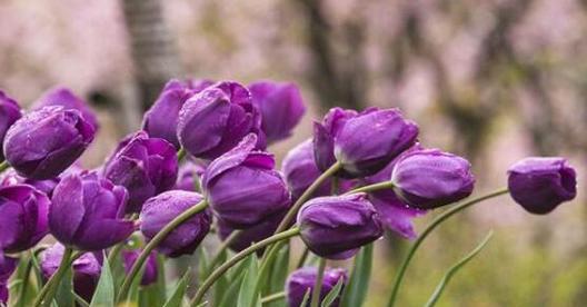 郁金香的花语和传说（探寻郁金香的花语与传说，揭开它的神秘面纱）