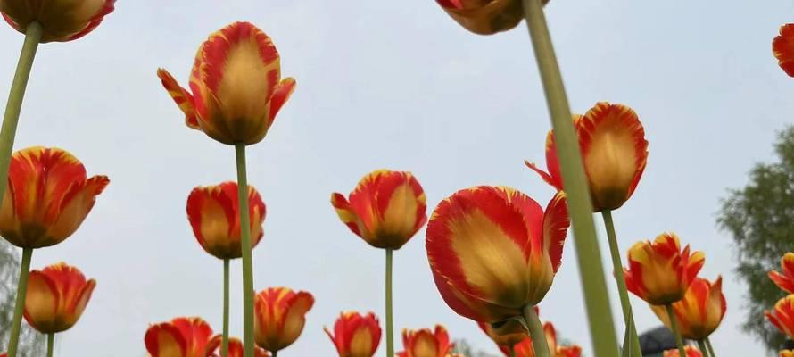 郁金香花语解读（郁金香花语的意义及其传承的）