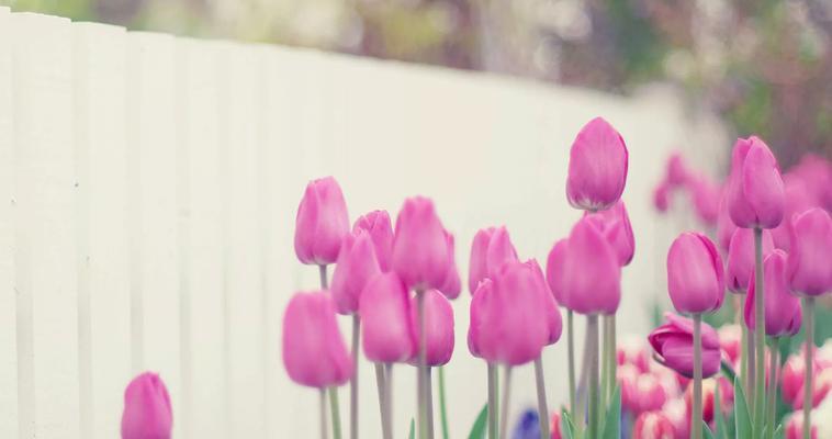 郁金香花语与寓意（探索不同颜色郁金香的花语和象征意义）