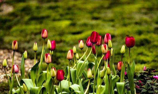 郁金香花语与寓意（探索不同颜色郁金香的花语和象征意义）