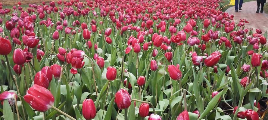 郁金香花的象征意义（探索郁金香花所传递的深刻信息）