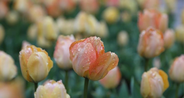 郁金香花的象征意义（探索郁金香花所传递的深刻信息）