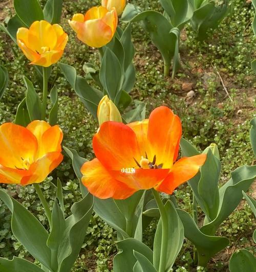 郁金香花的象征意义（探索郁金香花所传递的深刻信息）