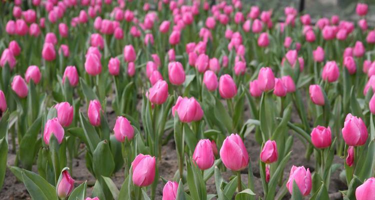 郁金香花语的深意（探究郁金香花语中的内涵和象征意义）