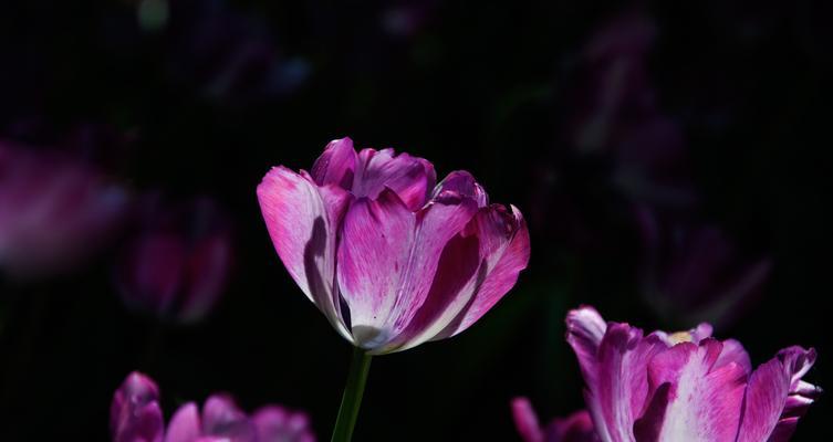 郁金香花语的深意（探究郁金香花语中的内涵和象征意义）