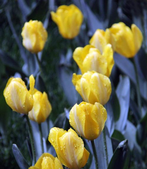 郁金香花语的深意（探究郁金香花语中的内涵和象征意义）