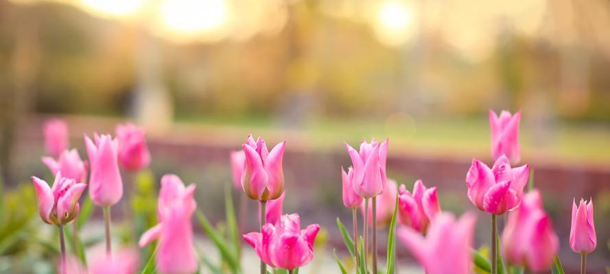 郁金香花语的意义及象征（探秘郁金香花语，探索花卉之言）