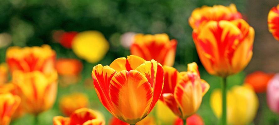 郁金香花语与寓意（探寻郁金香的花语，了解其深层寓意）