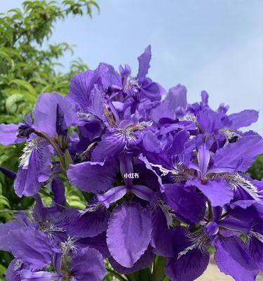 鸢尾的花语（花开寓意、文化象征与心灵抚慰）