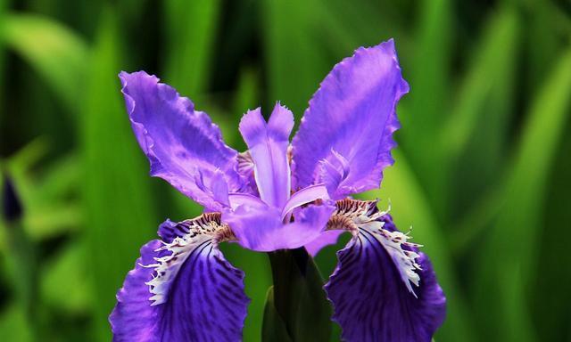 鸢尾的花语（花开寓意、文化象征与心灵抚慰）