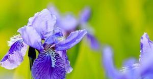 蒲公英与鸢尾花（探寻蒲公英与鸢尾花的花语奥秘，感受大自然的诗意生命）