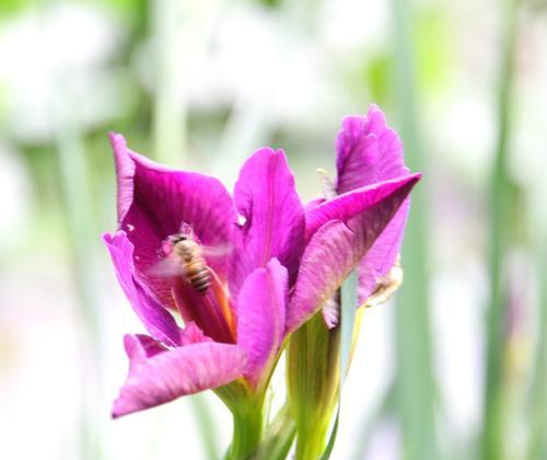 紫色鸢尾花的花语及寓意（揭秘紫色鸢尾花的神秘花语）