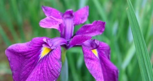 紫色鸢尾花的花语及寓意（揭秘紫色鸢尾花的神秘花语）