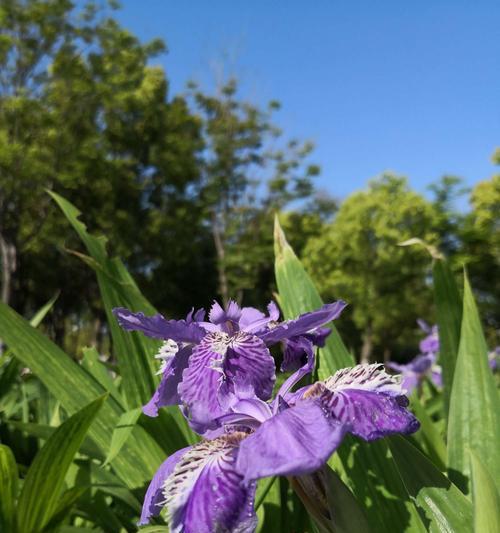 鸢尾花花语解读（探秘鸢尾花的花语及寓意，解读四季间的美好祝愿）