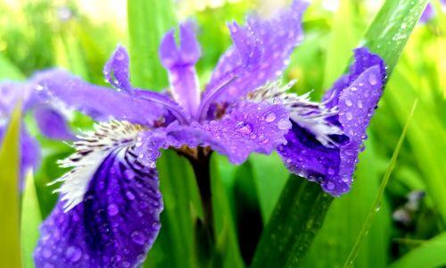 鸢尾花花语解读（探秘鸢尾花的花语及寓意，解读四季间的美好祝愿）