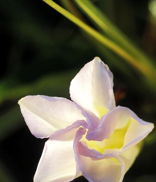 月光花的花语与寓意（揭开月光花的神秘面纱，探寻其含义与象征）