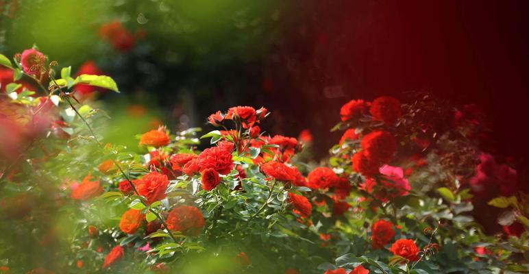 月季花的花语与意义（探索月季花的花语，了解其中的深意）