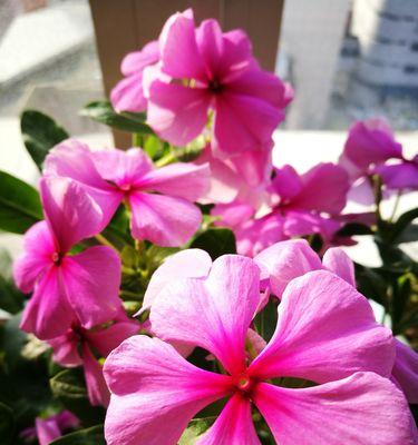 长春花花语-传递爱与美的使者（用芬芳与鲜艳点亮生活的长春花）