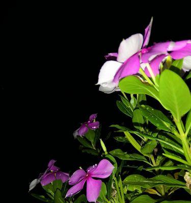 长春花花语-传递爱与美的使者（用芬芳与鲜艳点亮生活的长春花）