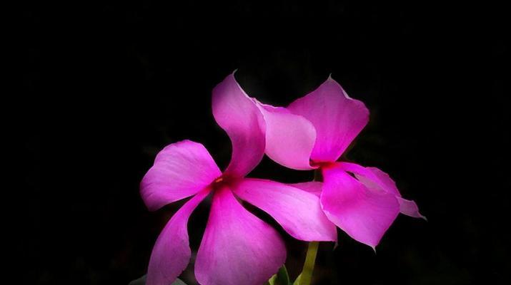 长春花花语的美丽寓意（揭秘长春花的花语及其深远意义）