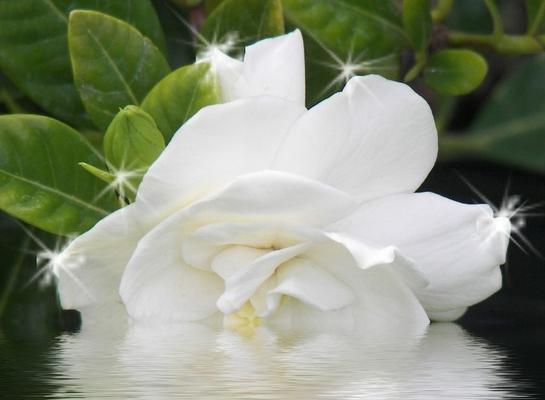 栀子花花语（传承千年的花海中的秘密）