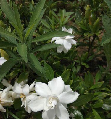 栀子花开，寓意美好（栀子花开，喻示希望与爱情的绽放）