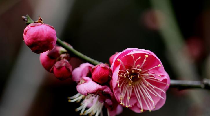 中国十大名花的象征意义（探索中国名花的深层内涵与文化传承）