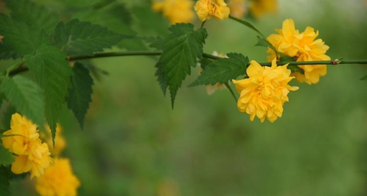 重瓣棣棠花，花开寓意多彩（盛开的棠花，传递爱与美的信息）