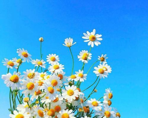 以皱菊花代表的深刻含义（皱菊花的象征与内涵）