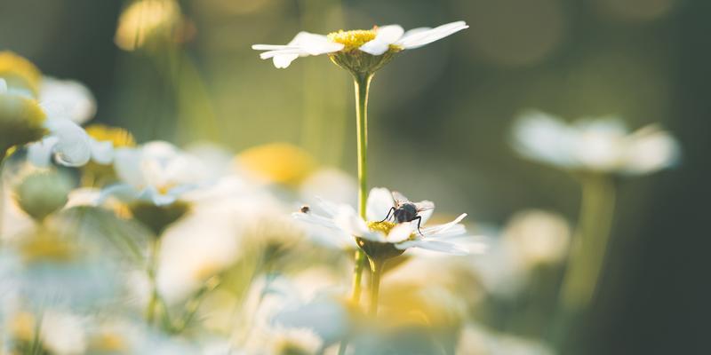 以皱菊花代表的深刻含义（皱菊花的象征与内涵）