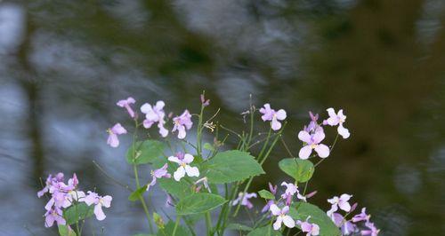 诸葛菜花语之美（解读诸葛菜花的隐含意义）