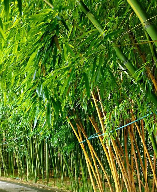 竹子的寓意及意义（探寻竹子寓意的美丽力量）