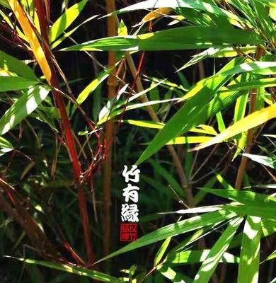 竹子的象征意义及价值（探索竹子作为文化符号和可持续发展资源的重要性）