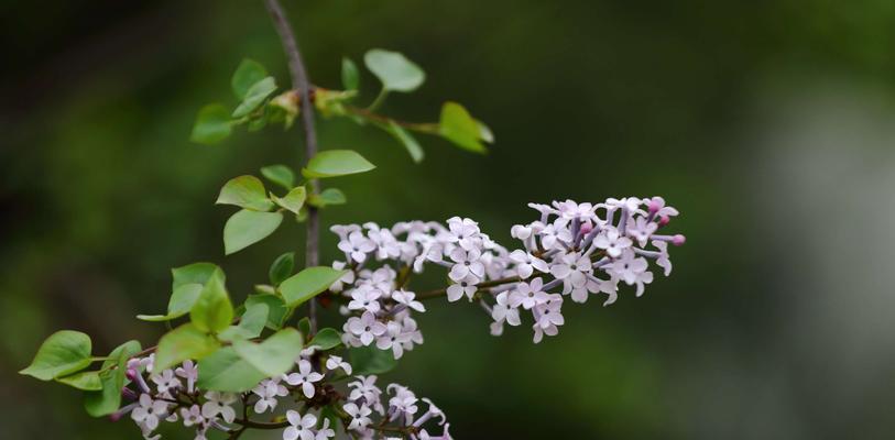 紫丁香花语与寓意（探寻紫丁香的深意，传递爱与希望）