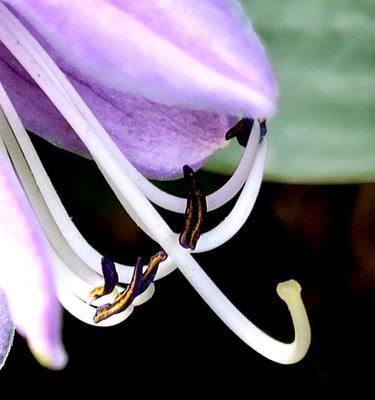 紫萼的花语与文化背景（揭秘紫萼花的寓意与象征，探索其在人们生活中的文化意义）