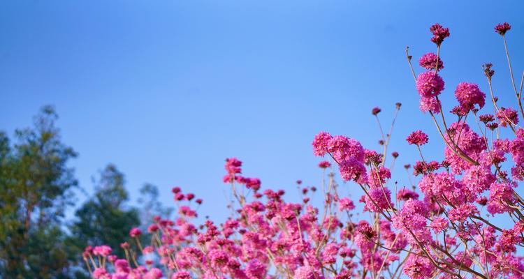 紫花风铃木的花语与意义（探索紫花风铃木的美丽内涵）